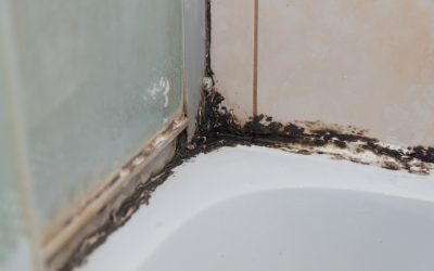 Is This Mold In Your Bathroom?